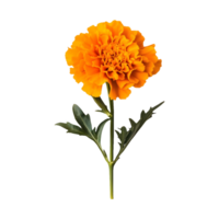 Golden-Toned Marigold Flower Isolated on Transparent Background Great for Decorative Covers, Marketing Graphics, and Event Promotions. png