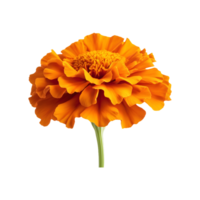 Orange Marigold Flower Isolated on Transparent Background Great for Nature-Themed Product Promotions, Decorative Graphics, and Social Media Posts. png