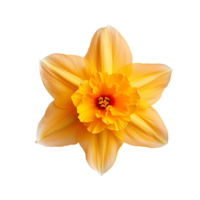 A daffodil top view isolated on transparent background png