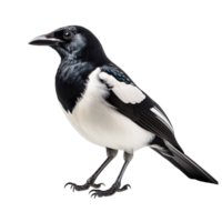 A magpie with black and white feathers isolated on transparent background png