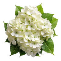 A hydrangea bush isolated on transparent background png