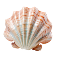 A seashell isolated on transparent background png