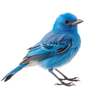 blue bird isolated on transparent background png