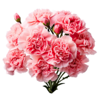 Bouquet of pink carnations isolated on transparent background png