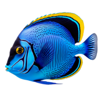 Blue tang fish isolated on transparent background png