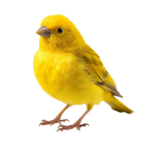 canary bird isolated on transparent background png