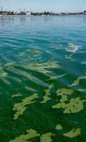 Algae float on the surface of the water in the Black Sea, a toxic blue-green algae Nodularia spumigena photo