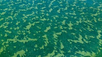 Algae float on the surface of the water in the Black Sea, a toxic blue-green algae Nodularia spumigena photo