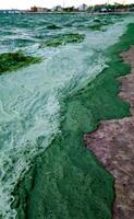 Storm washed up on the Black Sea a toxic blue-green algae Nodularia spumigena photo