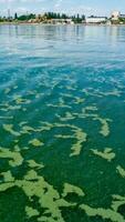 Algae float on the surface of the water in the Black Sea, a toxic blue-green algae Nodularia spumigena photo