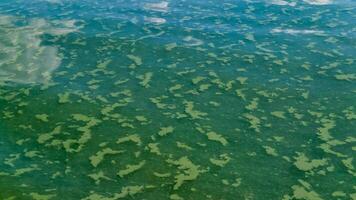 Algae float on the surface of the water in the Black Sea, a toxic blue-green algae Nodularia spumigena photo