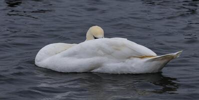 The mute swan Cygnus olor, an adult bird with a red beak swims in the sea photo