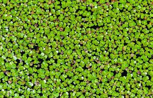 lemna menor - el común lenteja de agua o menor lenteja de agua, es un acuático agua dulce planta foto