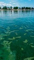Algae float on the surface of the water in the Black Sea, a toxic blue-green algae Nodularia spumigena photo