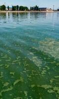 Algae float on the surface of the water in the Black Sea, a toxic blue-green algae Nodularia spumigena photo