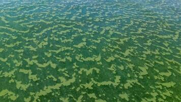 Algae float on the surface of the water in the Black Sea, a toxic blue-green algae Nodularia spumigena photo