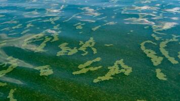 Algae float on the surface of the water in the Black Sea, a toxic blue-green algae Nodularia spumigena photo
