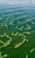 Algae float on the surface of the water in the Black Sea, a toxic blue-green algae Nodularia spumigena photo