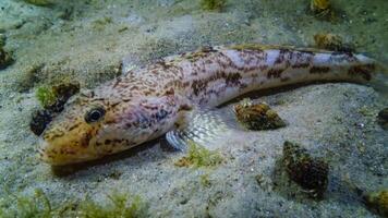 Sea fish Knout goby Mesogobius batrachocephalus lies on the bottom covered with seashells photo