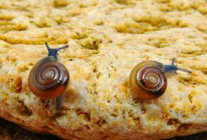 Glass snail Oxychilus translucidus a species of small land snail photo