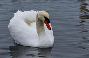 The mute swan Cygnus olor, an adult bird with a red beak swims in the sea photo