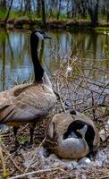 Canada goose Male and female goose on a nest with eggs on an island among trees photo