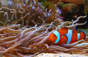 Clown fish, Anemonefish Amphiprion ocellaris swim among the tentacles of anemones photo