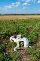 Dead pink pelican on the bank of the estuary, crashed on the wires of power lines, Ukraine photo