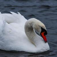 Adult bird mute swan Cygnus olor, old bird with a red beak swims in the sea photo