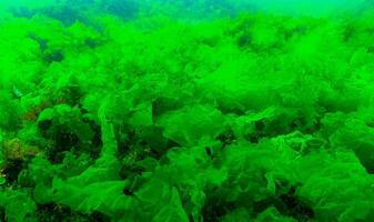 Green algae on the seabed - Ulva, Enteromorpha, Cladophora photo