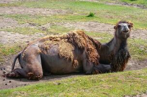 The Bactrian camel Camelus bactrianus the animal molts in summer and rests in the sun photo
