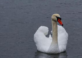 The mute swan Cygnus olor, an adult bird with a red beak swims in the sea photo