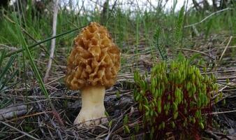 Morchella esculenta, commonly known as common morel, morel, yellow morel, true morel, morel mushroom, and sponge morel, is a species of fungus photo