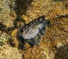 Vaillants chiton Acanthopleura vaillanti, scraping algae from corals. Red Sea, Egypt photo