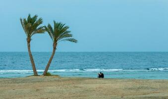 EGYPT, MARSA ALAM - FEBRUARY 27, 2019 Lonely palm trees on the shore near the coral reef against the background of the cloudy sky photo