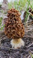Fungus Yellow morel Morchella esculenta - commonly known as common morel photo