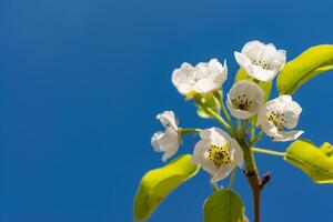 Flowering pear branch against the blue sky, Ukraine photo