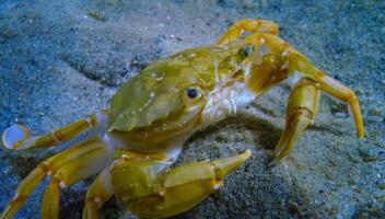 The crab eats, Swimming crab Macropipus holsatus or Flying crab -Liocarcinus. Black Sea, Odessa Bay photo