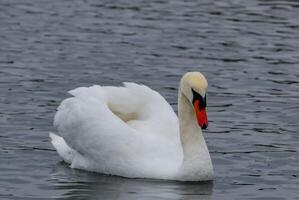 The mute swan Cygnus olor, an adult bird with a red beak swims in the sea photo
