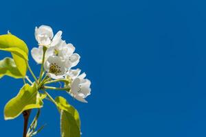 Flowering pear branch against the blue sky, Ukraine photo