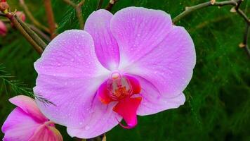 Blooming red Phalaenopsis orchid in the collection of the botanical garden photo