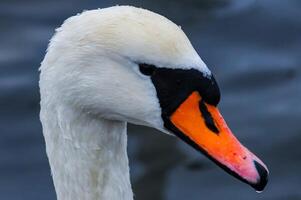 Adult bird mute swan Cygnus olor, old bird with a red beak swims in the sea photo