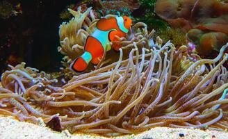 Anemonefish - Amphiprion ocellaris swim among the tentacles of anemones photo