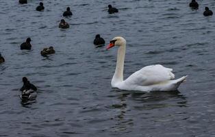 Adult bird mute swan Cygnus olor, old bird with a red beak swims in the sea photo