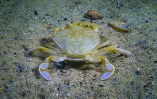 The crab eats, Swimming crab Macropipus holsatus or Flying crab -Liocarcinus. Black Sea, Odessa Bay photo