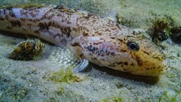 Sea fish Knout goby Mesogobius batrachocephalus lies on the bottom covered with seashells photo