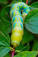 The African death's-head hawkmoth Acherontia atropos, A nocturnal butterfly caterpillar crawls on the red stem of a plant photo