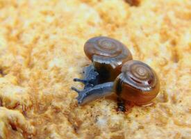 Glass snail Oxychilus translucidus a species of small land snail photo