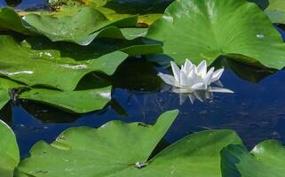 Beautiful white water lily Nymphaea alba flowers on the water surface photo