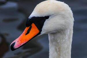 Adult bird mute swan Cygnus olor, old bird with a red beak swims in the sea photo